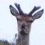John DeeR