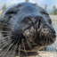 Seal_lover67