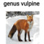 Genus Vulpine