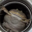 Boiled Buttlicker
