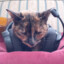 Tortie_