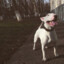 Bull Terrier