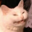 somekindacat