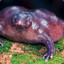 PURPLE FROG