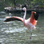 FlamingoTango