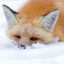 Foxter