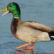 Duck - steam id 76561197963846574