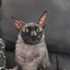 Fat Cat Meat