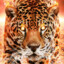 Lava_Leopard