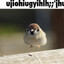 sillyowl