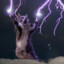 Cat Thunderpaw