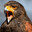 Free Hawk