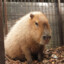 Sad Capybara 😢