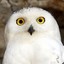 Hedwig The Owl