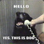 hello yes this is dog