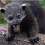 binturong=)