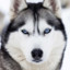 siberian_dog