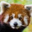 Redpanda