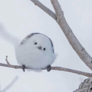 十八岁多情男高