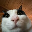 Chungus Cat