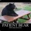 Patient.Bear