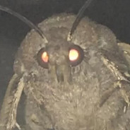 Moth