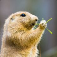 PrairieDog