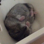 她的脚趾都是阿尔卑斯