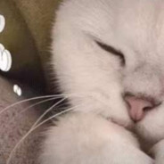 Spirit的sh1ro本人