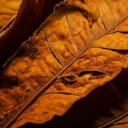 Tobacco