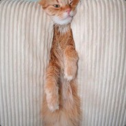 Cougr - steam id 76561197971784635