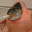 ุfish