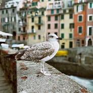 超级无敌旋风暴龙兽