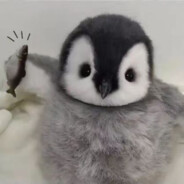 香蕉猫退出暑假全家桶