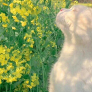 狼队友别压力只会插图