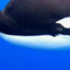 orcinus orca