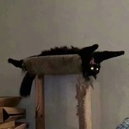 今晚必吃果子狸