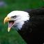 White Eagle | Pvpro.com