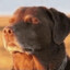 faded dog