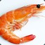 Shrimp™
