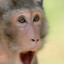 monkey maniac