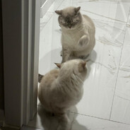 PAMUK's avatar