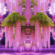 Wisteria