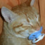 Cawwo