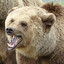 Bear 3