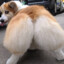 Corgi