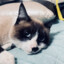popi_toretto