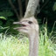 emo ostrich