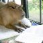 Snug Capybara