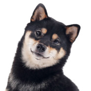 Torqued (◠‿◠✿)